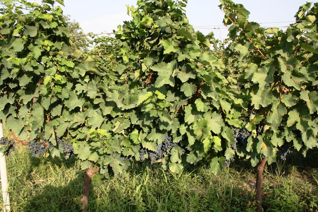 Shaloshvili'S Cellar Hotel Shilda Exterior photo